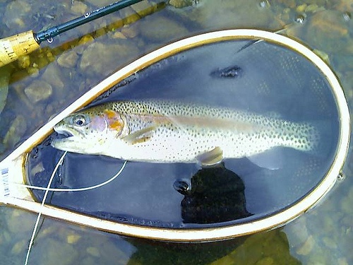 Kettering fishing photo 2