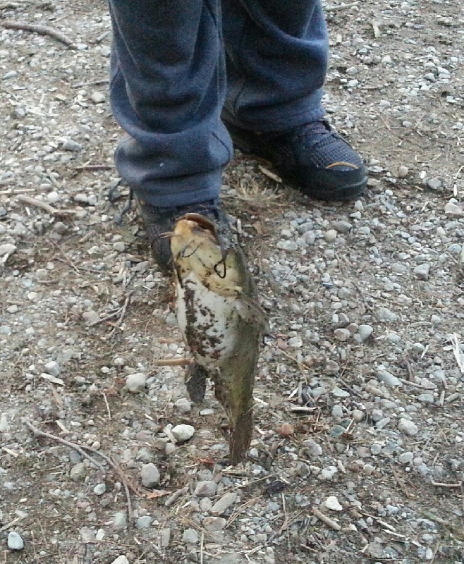 Catfish at Houghton's Pond