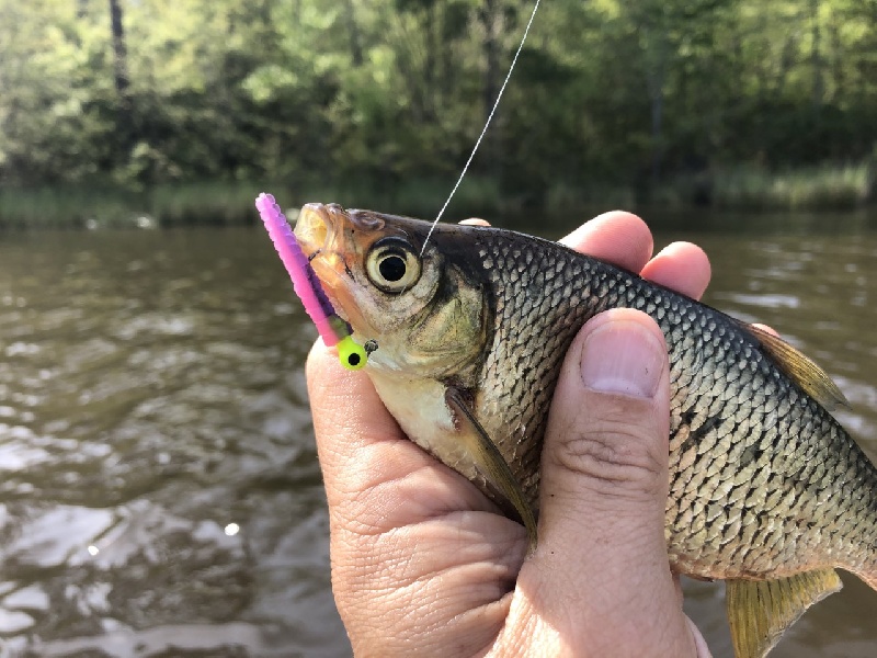 Golden shiner on "Panfish Magnet"