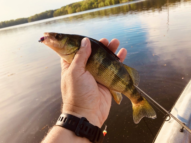 Yellow Perch on "Panfish magnet"