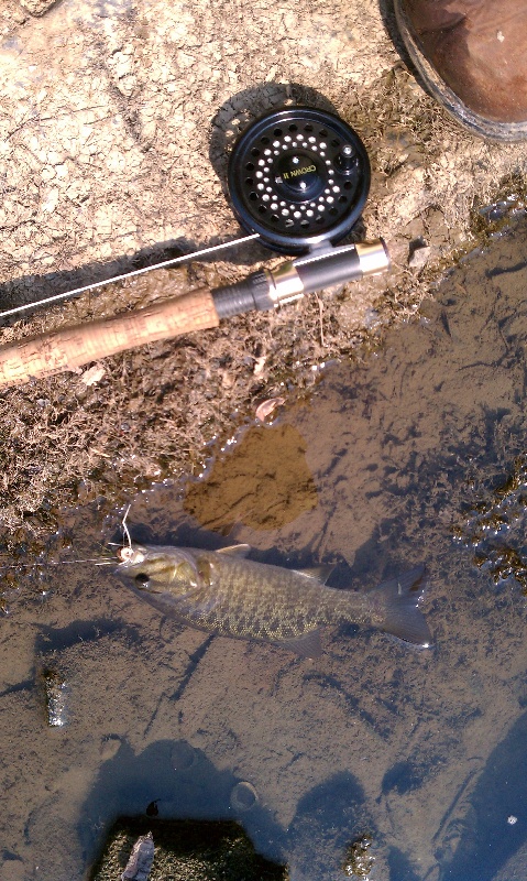 2nd Smallmouth near Frederick