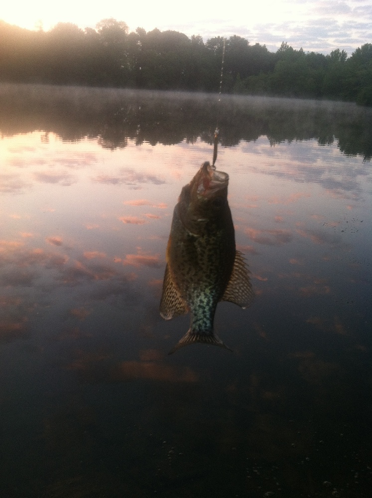 Crappie near Elkton