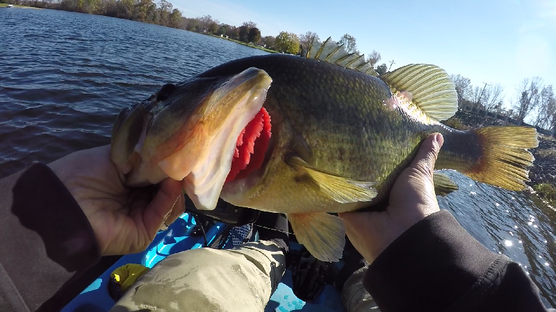 3 lb 10 oz on Red Eye Shad near Elkton