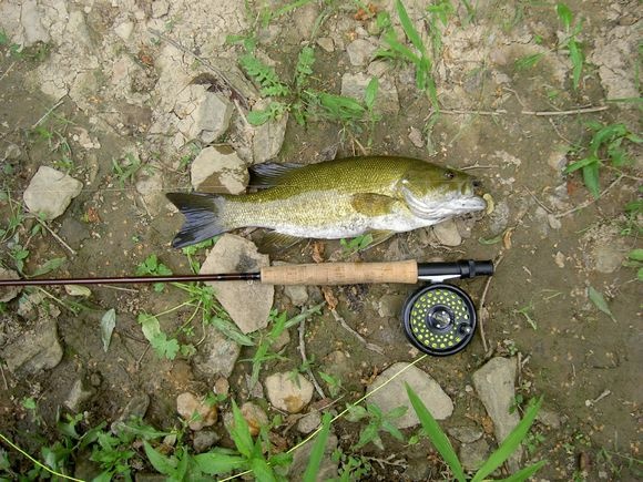 Goose Creek near Rosemont