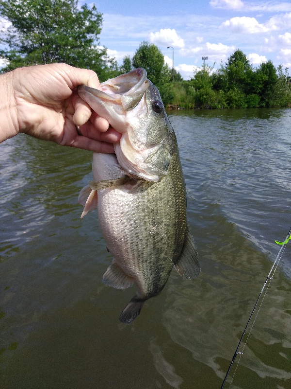 3 lb 15 oz LMB near White Oak