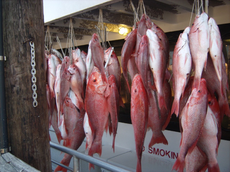 Red Snapper